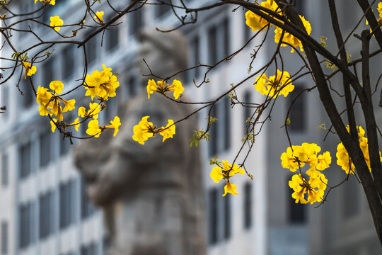 黄花风铃木