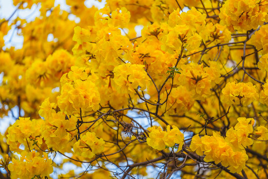 黄花风铃木