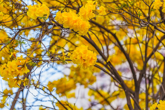 黄花风铃木