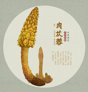 肉蓯蓉