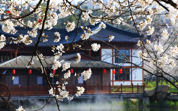 古建筑樱花