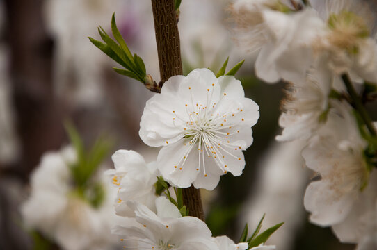 桃花