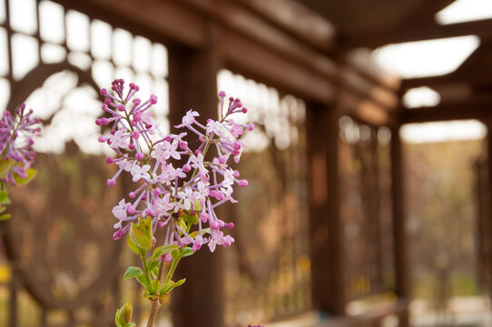 丁香花