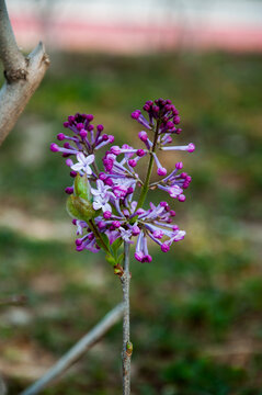 丁香花