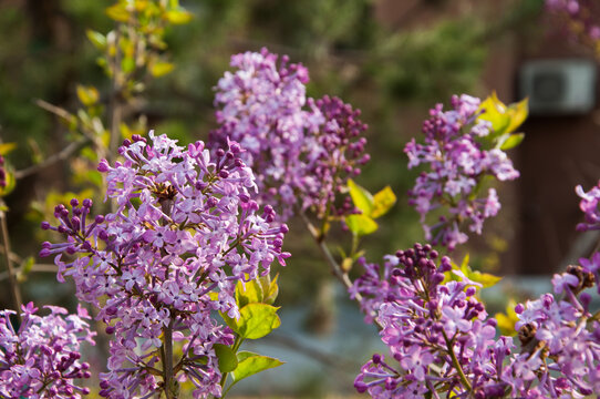 丁香花