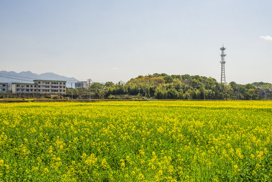 美丽乡村油菜花田风光