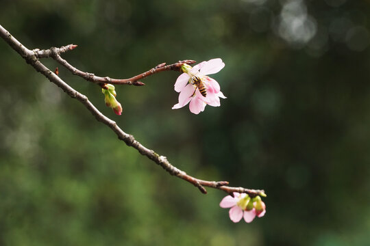 樱花花枝