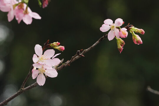 樱花