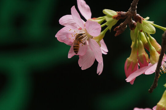 蜂恋花