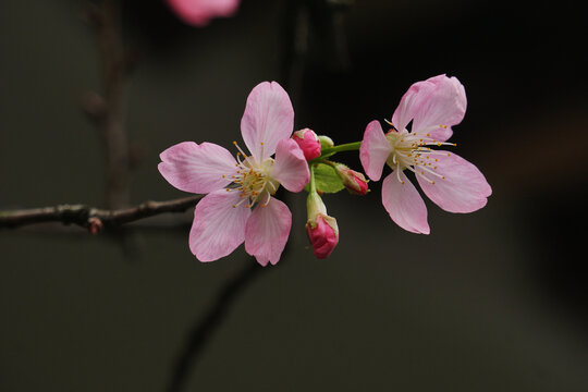 樱花