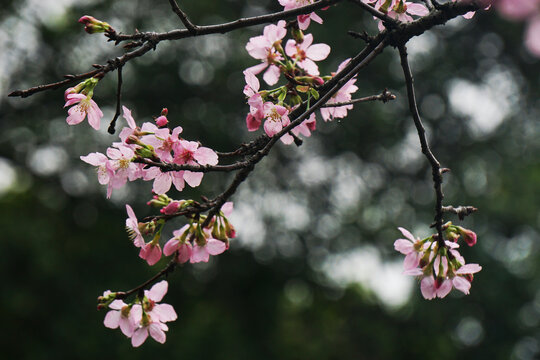 樱花