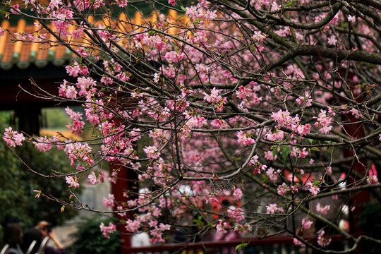 樱花