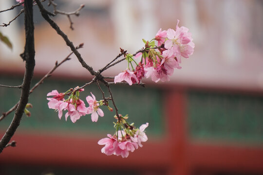 樱花壁纸