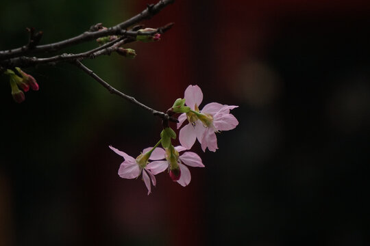 樱花枝叶