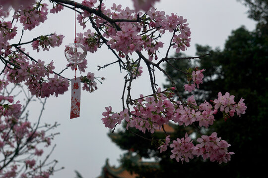 樱花风铃