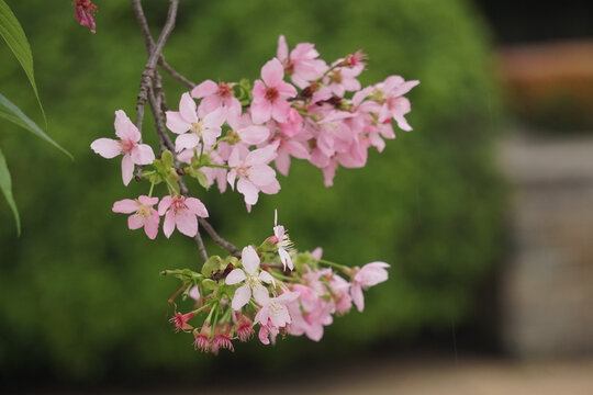 樱花壁纸