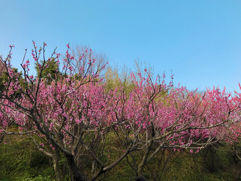 桃花