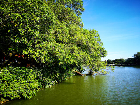 惠州西湖绿树