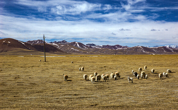 西藏放羊