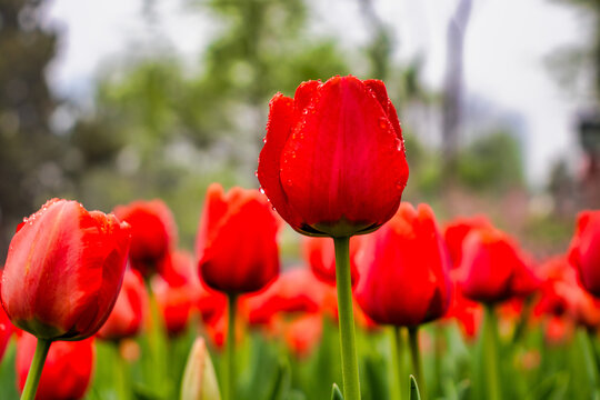 郁金香花开