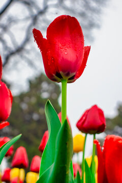 郁金香花开