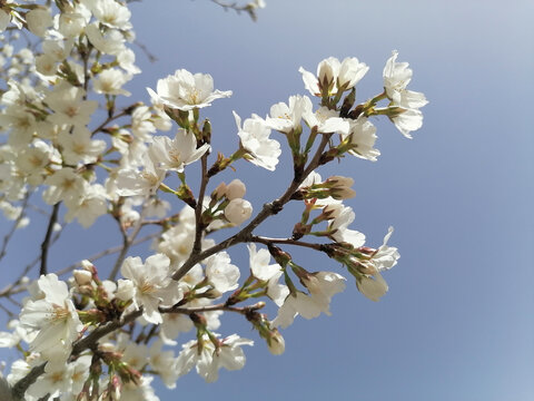 樱花