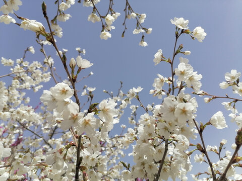 白色樱花