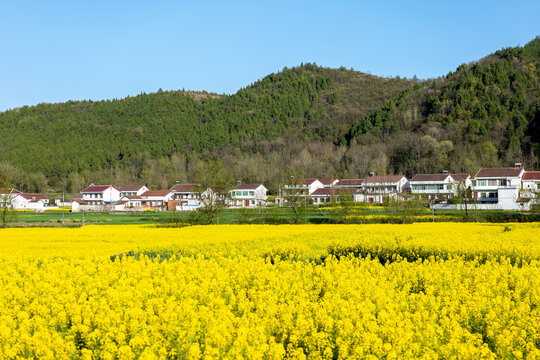 田园风光春天