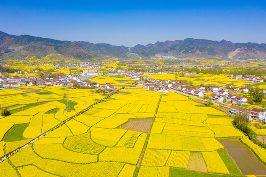 汉中油菜花