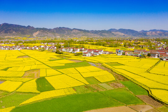 汉中油菜花