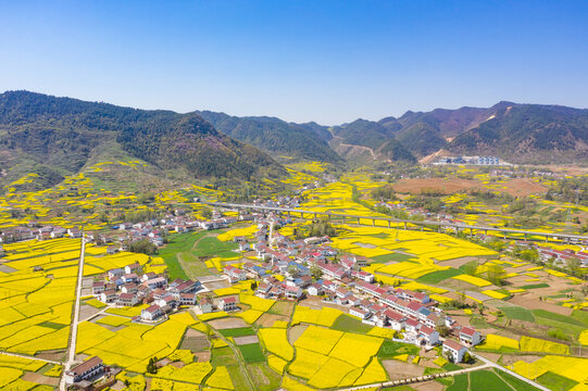 汉中油菜花