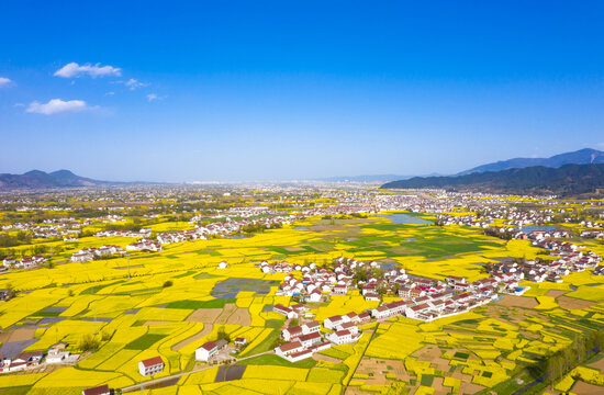 汉中油菜花