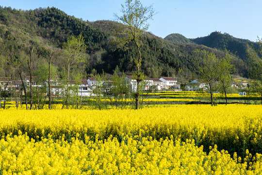 田园风光油菜花村落