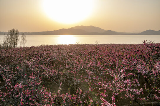 夕阳下的桃园