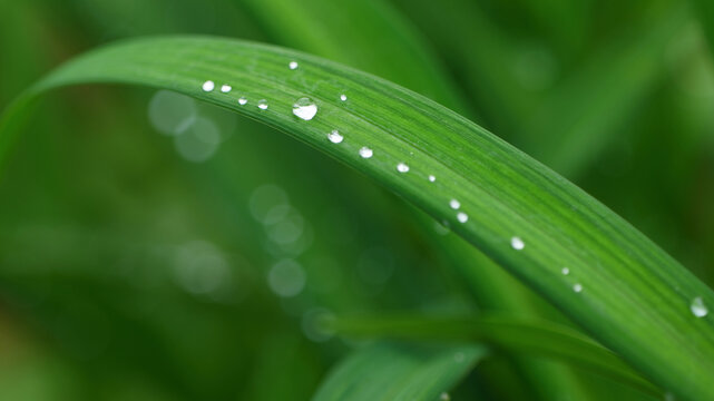 春雨过后绿叶上的水珠