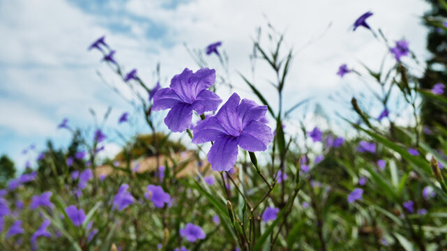 翠芦莉花