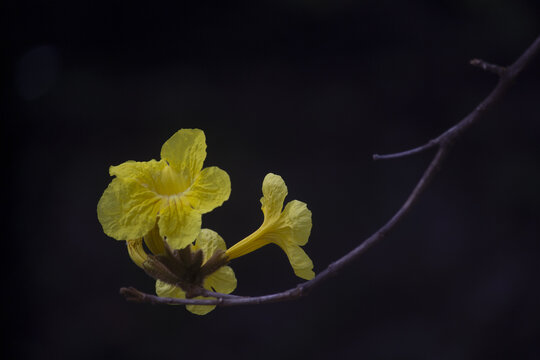 黄铃花