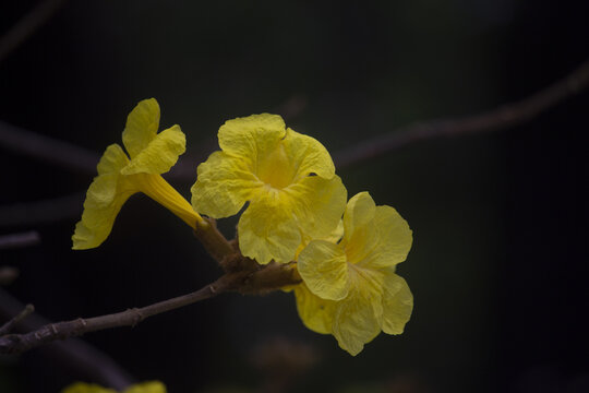 黄铃花