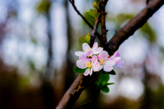 樱花