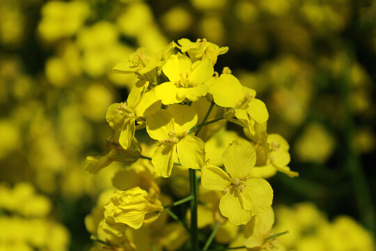 油菜花海