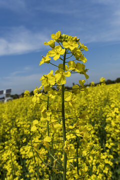 油菜花