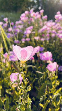 美丽月见草花