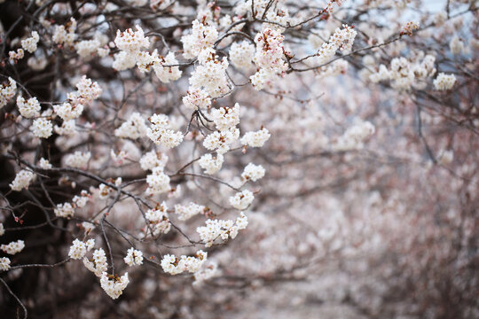 樱桃花