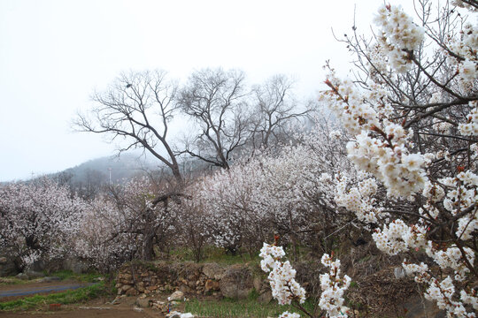 樱桃花