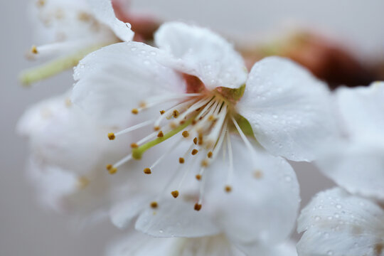 樱桃花