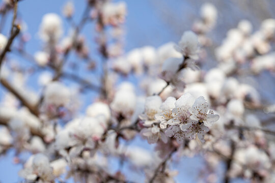春雪与桃花