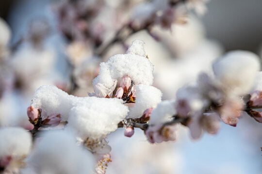 倒春寒春雪压花枝