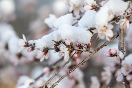 春雪与桃花