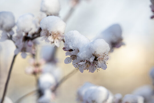 倒春寒春雪压花枝