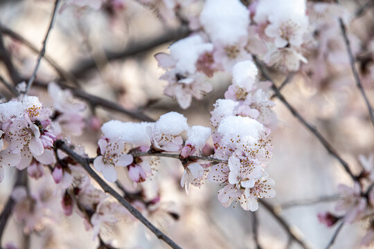 倒春寒春雪压花枝